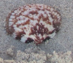 Tucetona