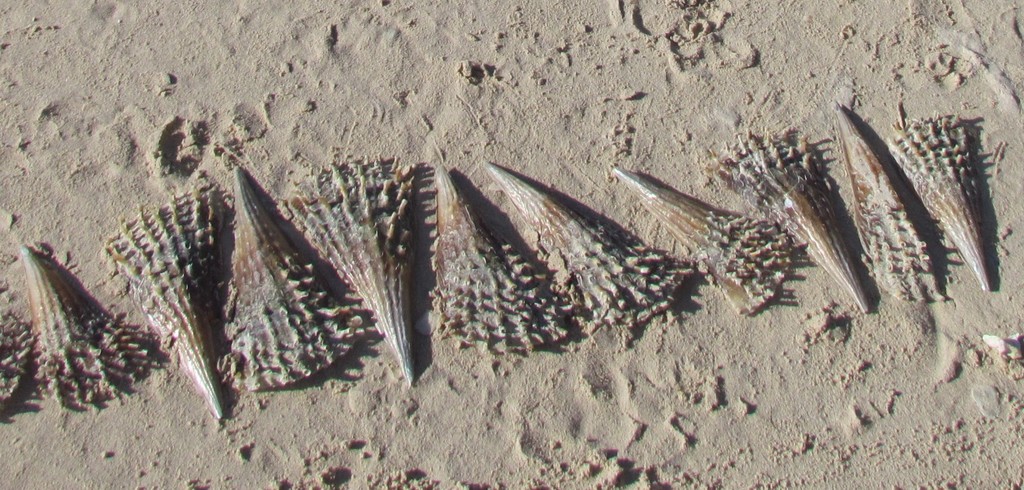 Pinna rugosa