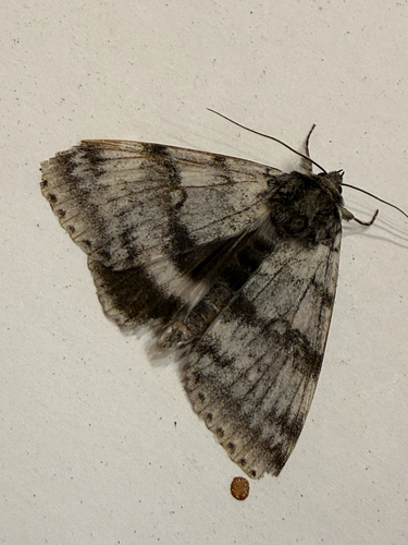 White Underwing