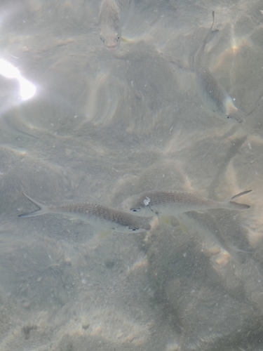Gerres longirostris observed 2026-09-25
