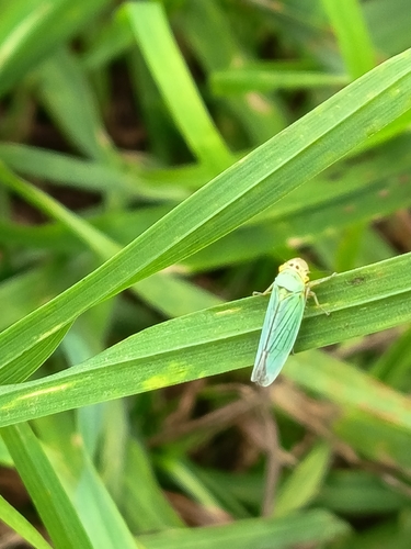Green Leafhopper