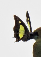 Polyura