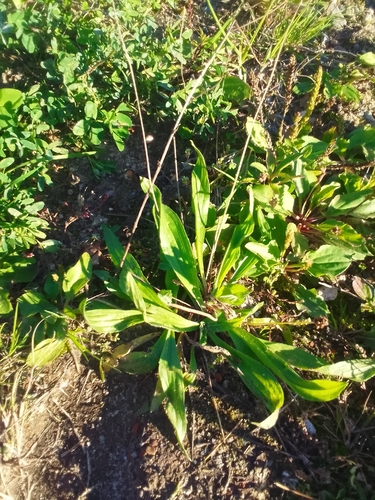 ribwort plantain