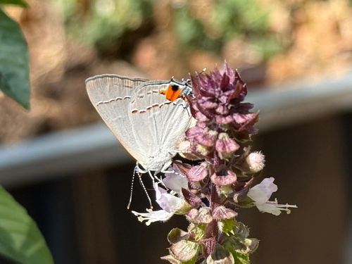 Gray Hairstreak