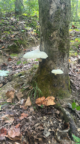 Lynx Paw Oyster