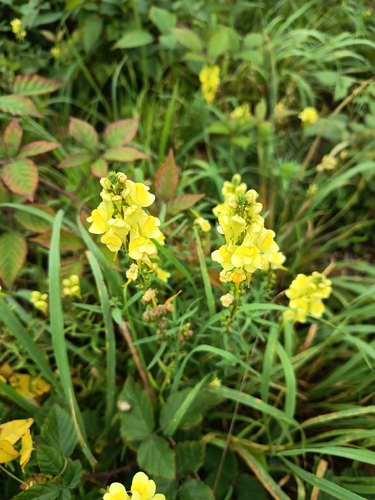 common toadflax