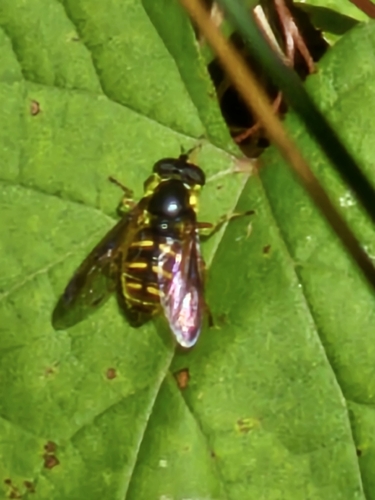 Oblique-banded Pond Fly