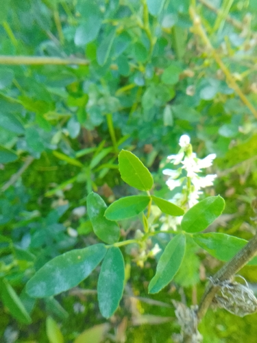 White Sweetclover