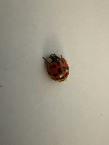 Asian Lady Beetle