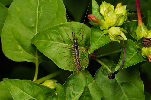 Japanese House Centipede