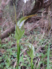 Pterostylis lustra