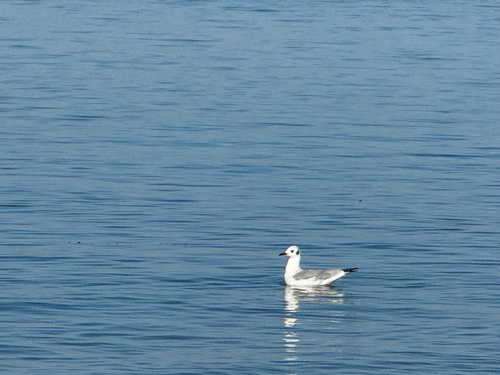 Black-headed Gull