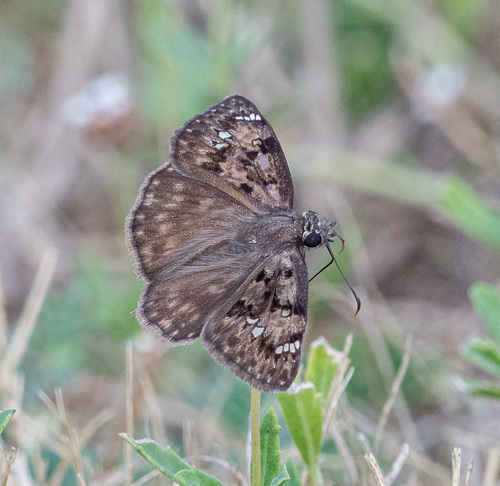 Horace's Duskywing