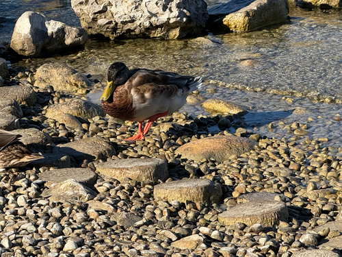 Mallard