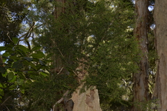 Melaleuca styphelioides