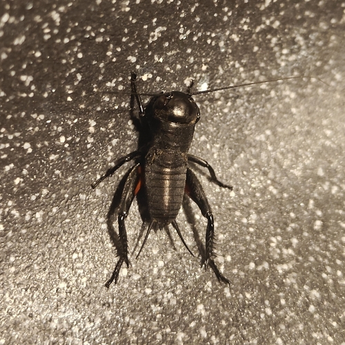 European Field Cricket