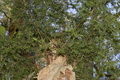 Melaleuca styphelioides