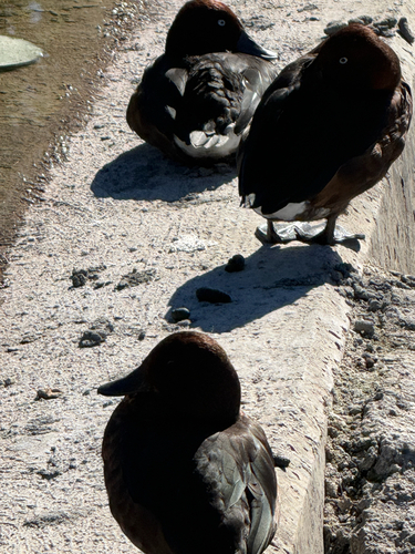 Ferruginous Duck