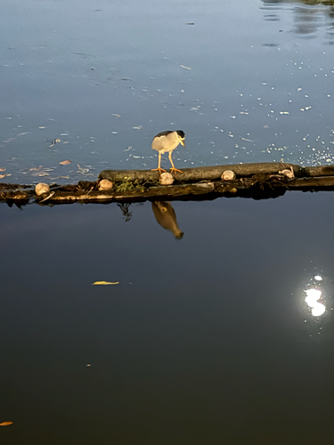 Black-crowned Night Heron