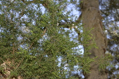 Melaleuca styphelioides