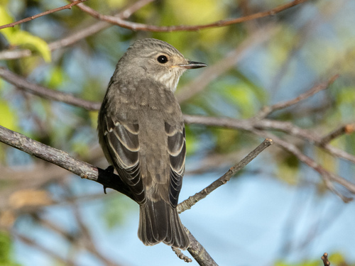 Spotted Flycatcher