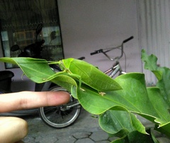 Pseudophyllus neriifolius