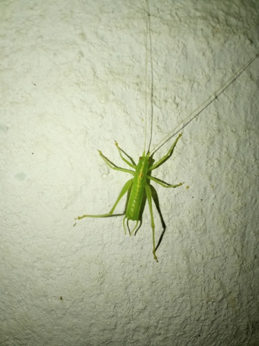 Southern Oak Bush-cricket