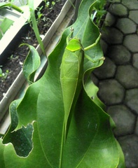 Pseudophyllus neriifolius