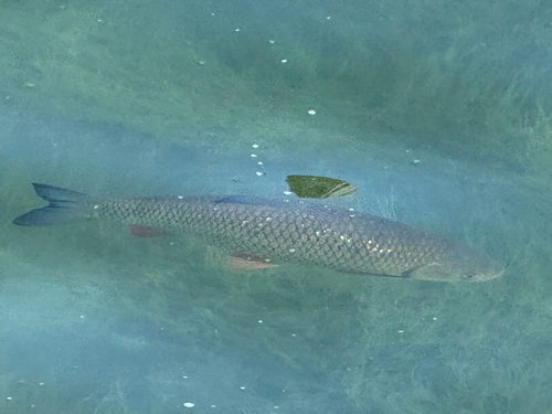 European Chub