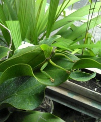 Pseudophyllus neriifolius