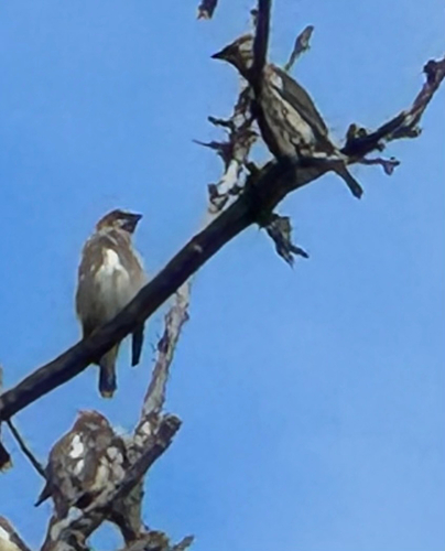 Cedar Waxwing