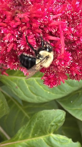 Common Eastern Bumble Bee