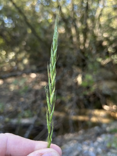 Elymus caninus observed 2026-09-25