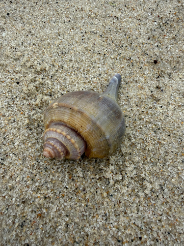 Channeled Whelk