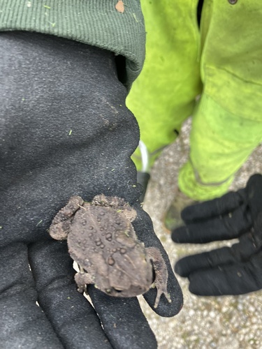 American Toad
