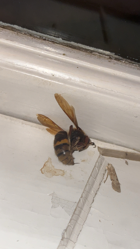 European Hornet