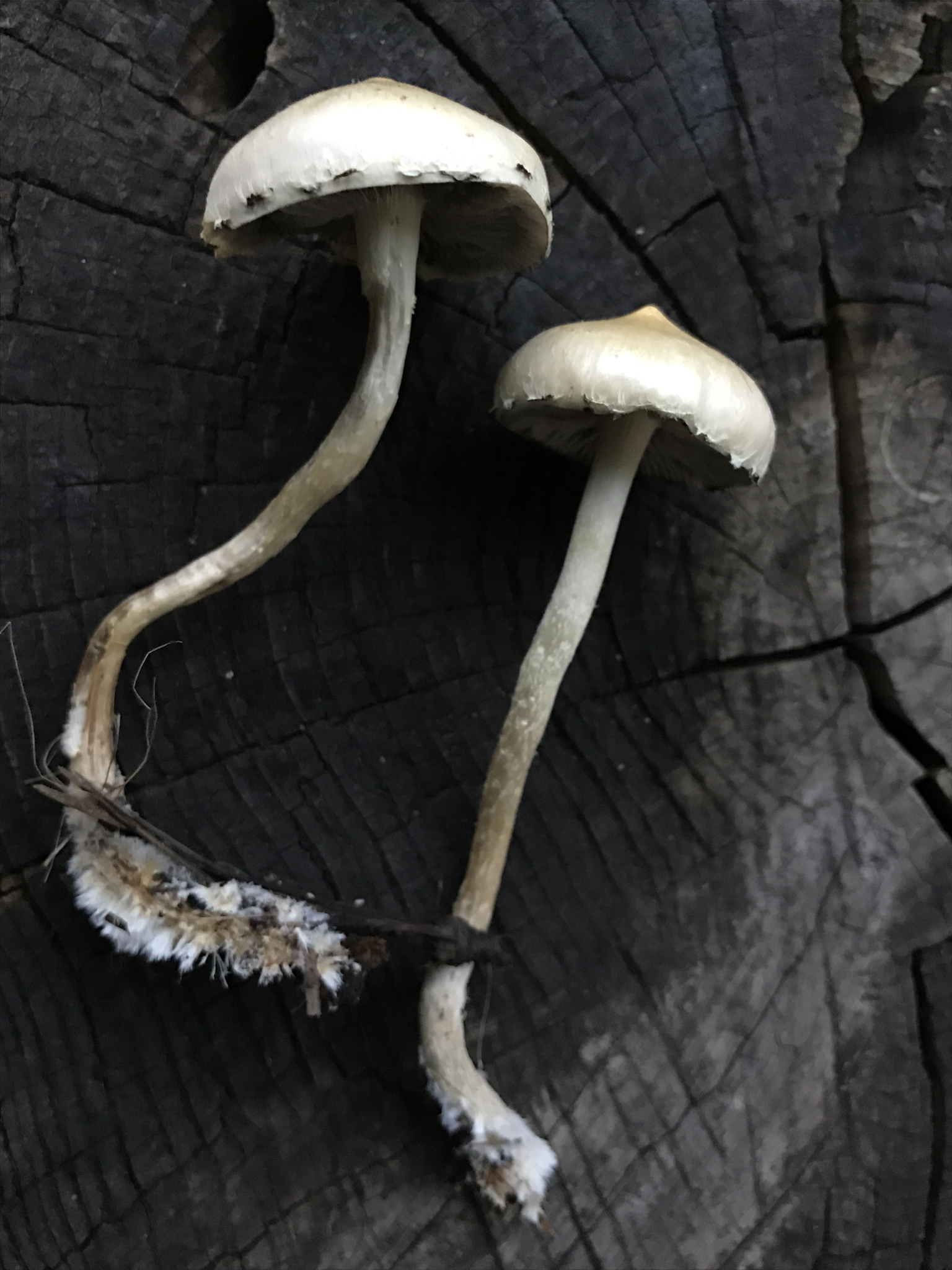 Leratiomyces percevalii image