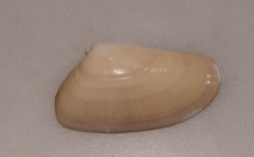 Wedge Clam
