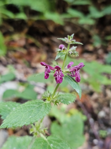 Stachys sylvatica, photograph 2