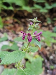 Stachys sylvatica, photograph (c) Анна, some rights reserved (CC BY)