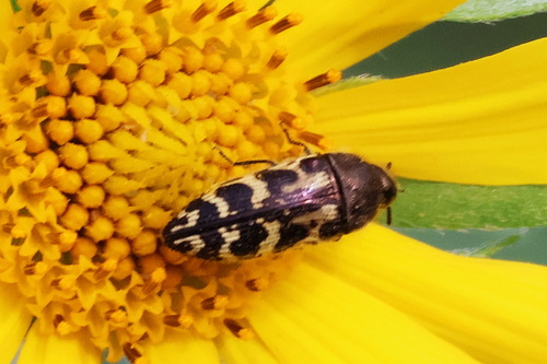 Acmaeodera mixta