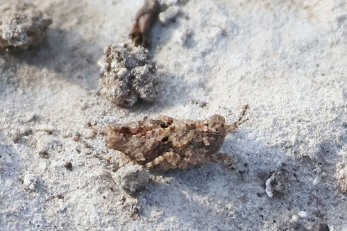 Mexican Pygmy Grasshopper