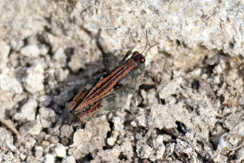 Mexican Pygmy Grasshopper