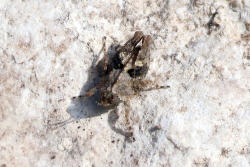 Mexican Pygmy Grasshopper