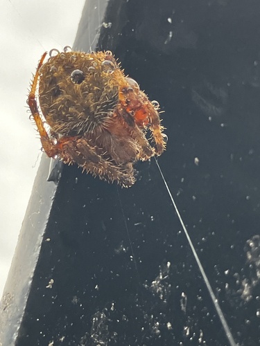 Spotted Orbweaver