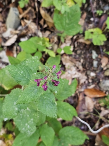 Stachys sylvatica, photograph 3