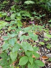 Stachys sylvatica, photograph (c) Анна, some rights reserved (CC BY)