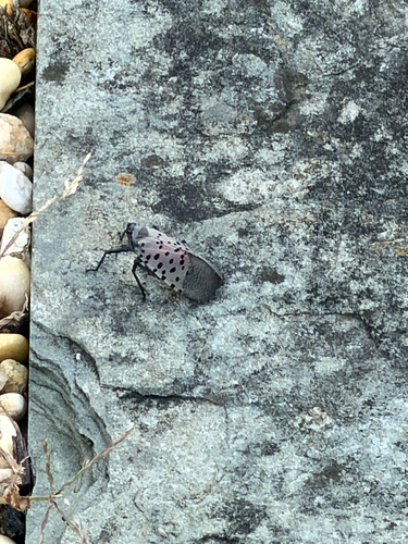 Spotted Lanternfly