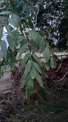 European ash