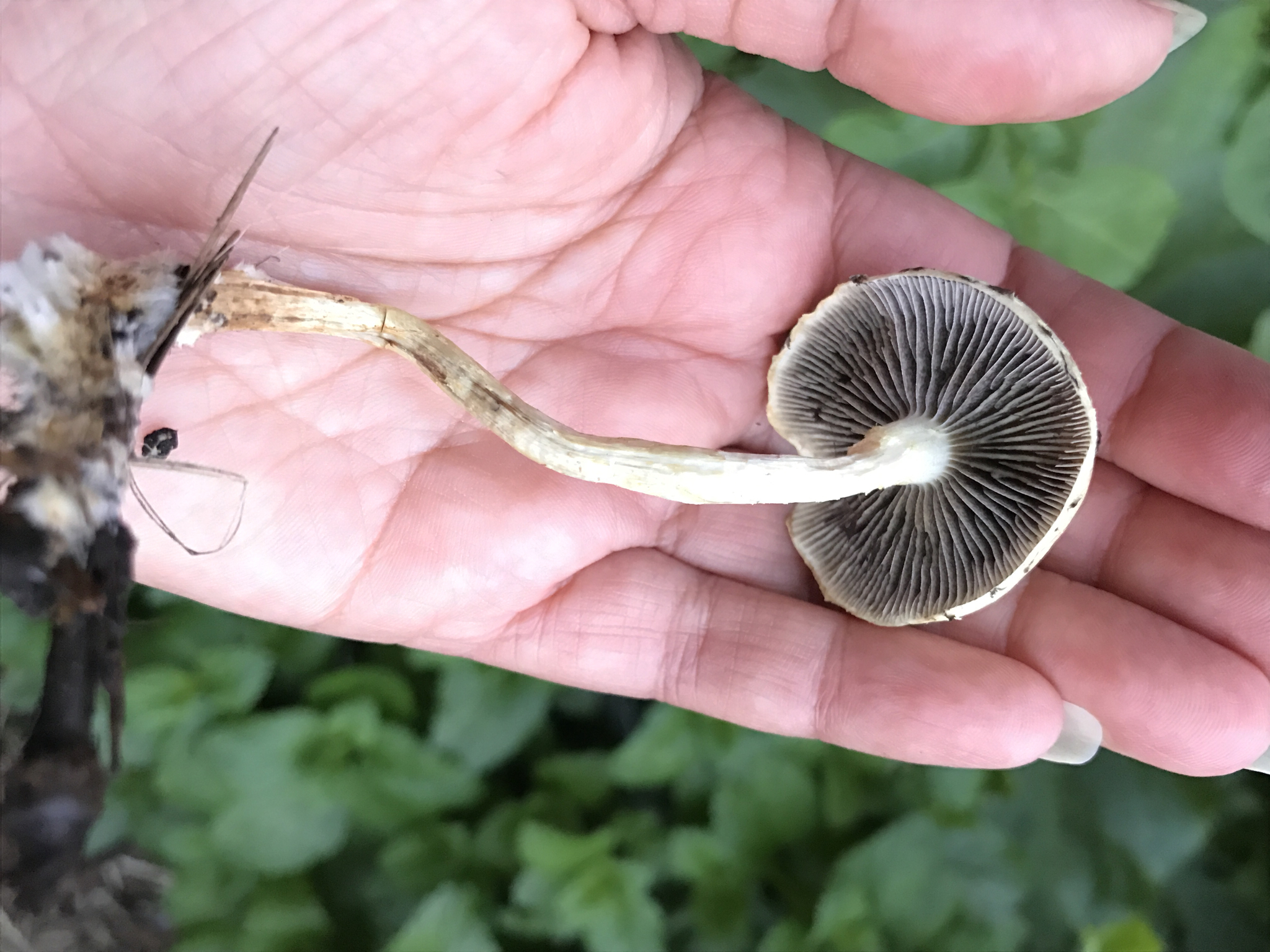 Leratiomyces percevalii image